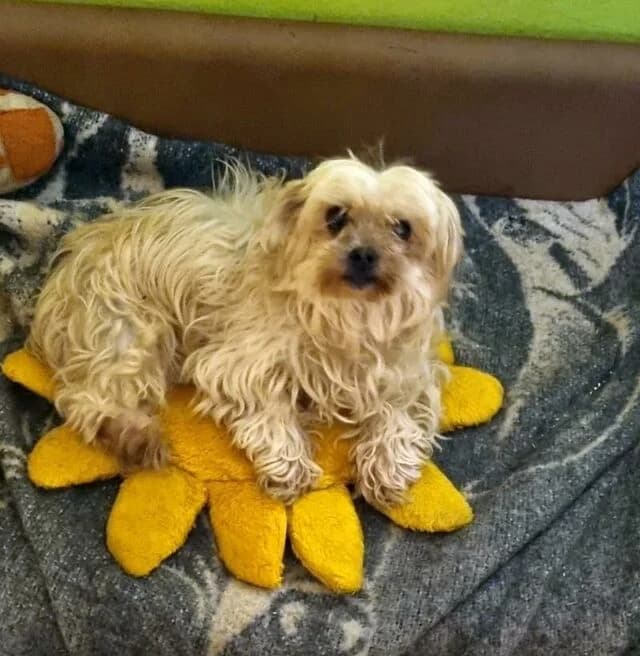 Edda, weiß female senior Maltese for adoption at TSV Tiere und Menschen e.V.