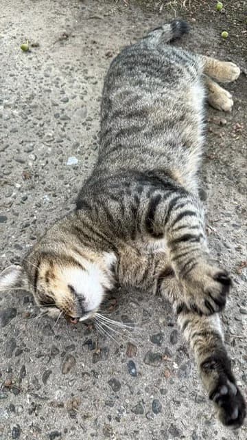 Kater Timmi, male Mixed Breed for adoption at TSV Tierhilfe Stade e.V.