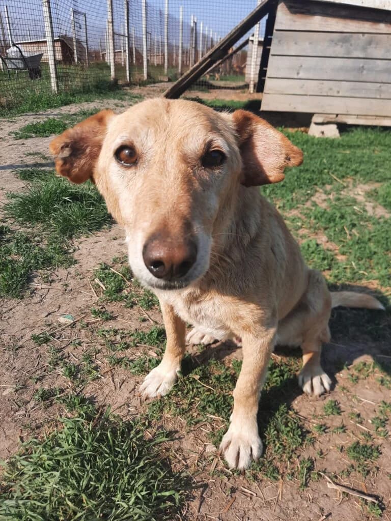 PAKO, male Mixed Breed for adoption at TSV Tierhilfe Stade e.V.