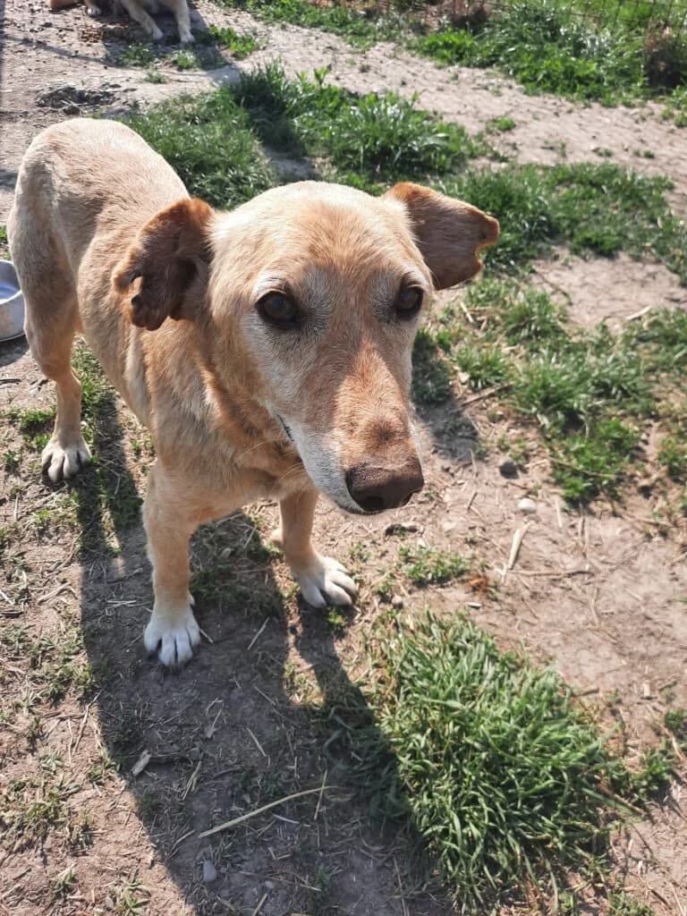 PAKO, male Mixed Breed for adoption at TSV Tierhilfe Stade e.V.