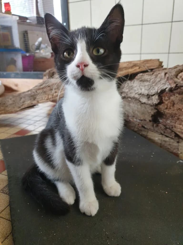 Zwei kleine Kater suchen ein Zuhause, schwarz male Mixed Breed for adoption at TSV Tierhilfe Stade e.V.