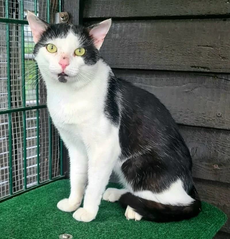 Buddy, male mixed breed for adoption at Tierschutzverein Werdohl-Neuenrade