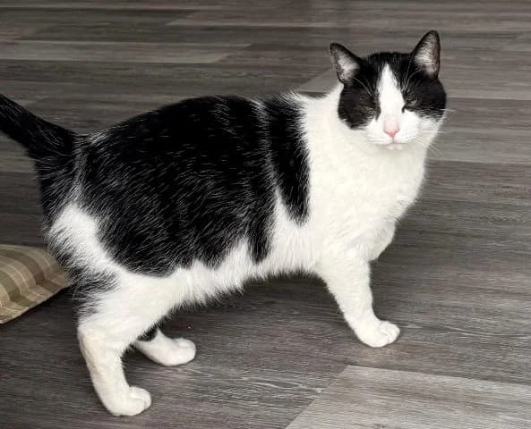 Zum Glück haben wir derzeit keine dringenden Notfälle in der Vermittlung, mixed breed for adoption at Tierschutzverein Werdohl-Neuenrade