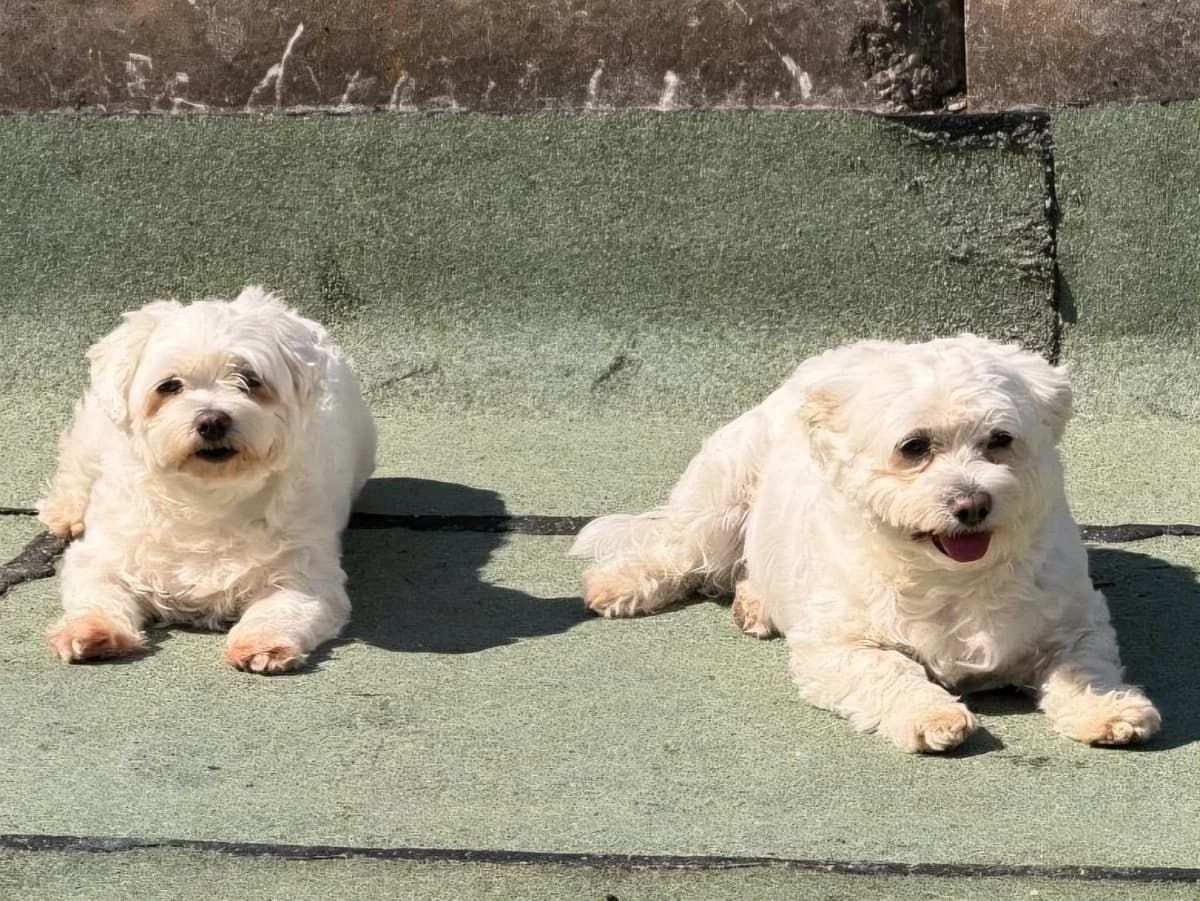 Coco, female Maltese for adoption at Tierschutzverein Winnenden e.V.