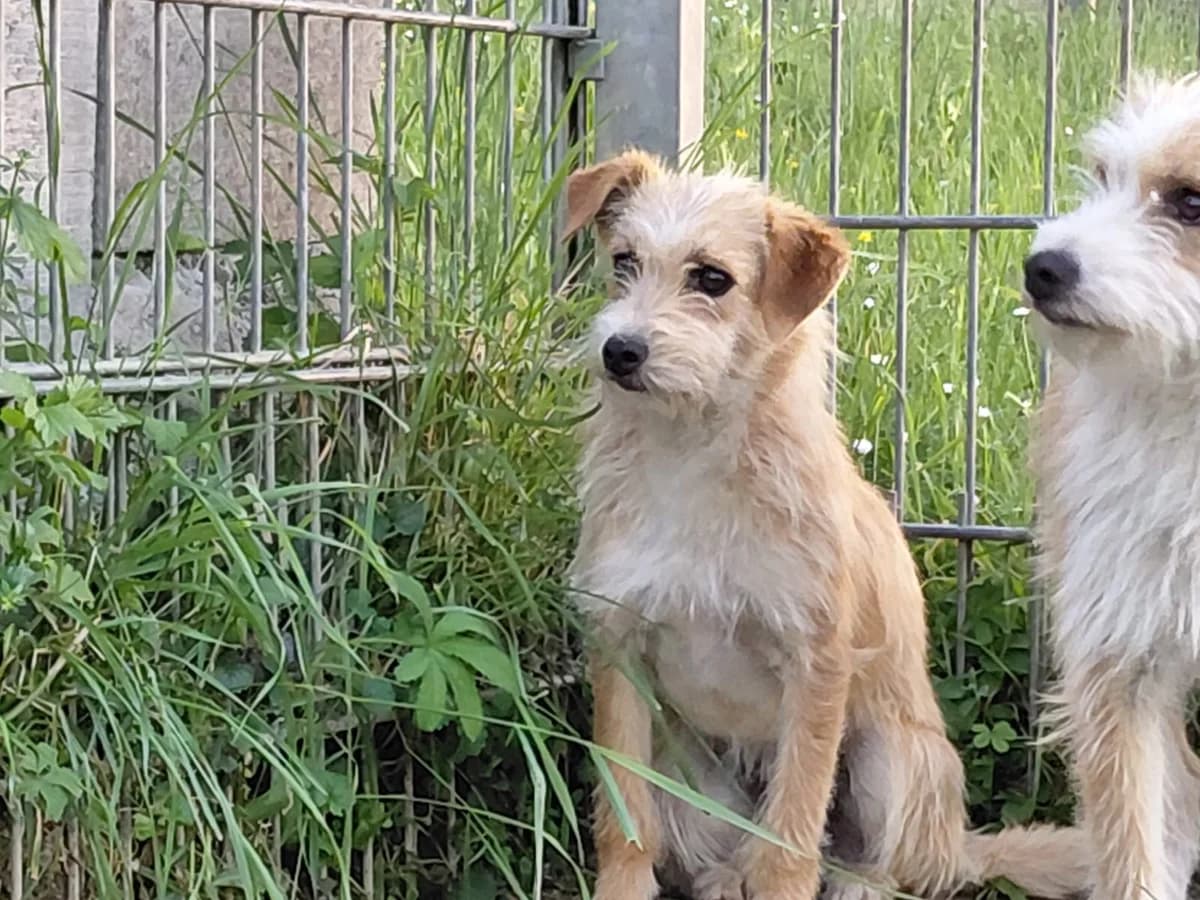 Molly, female young Mixed Breed for adoption at Tierschutzverein Winnenden e.V.