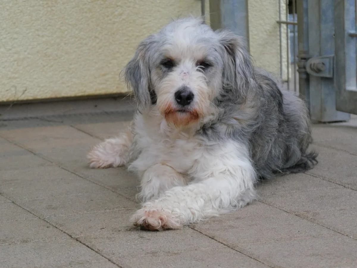 Nadine, female 3yo Mixed Breed for adoption at Tierschutzverein Winnenden e.V.