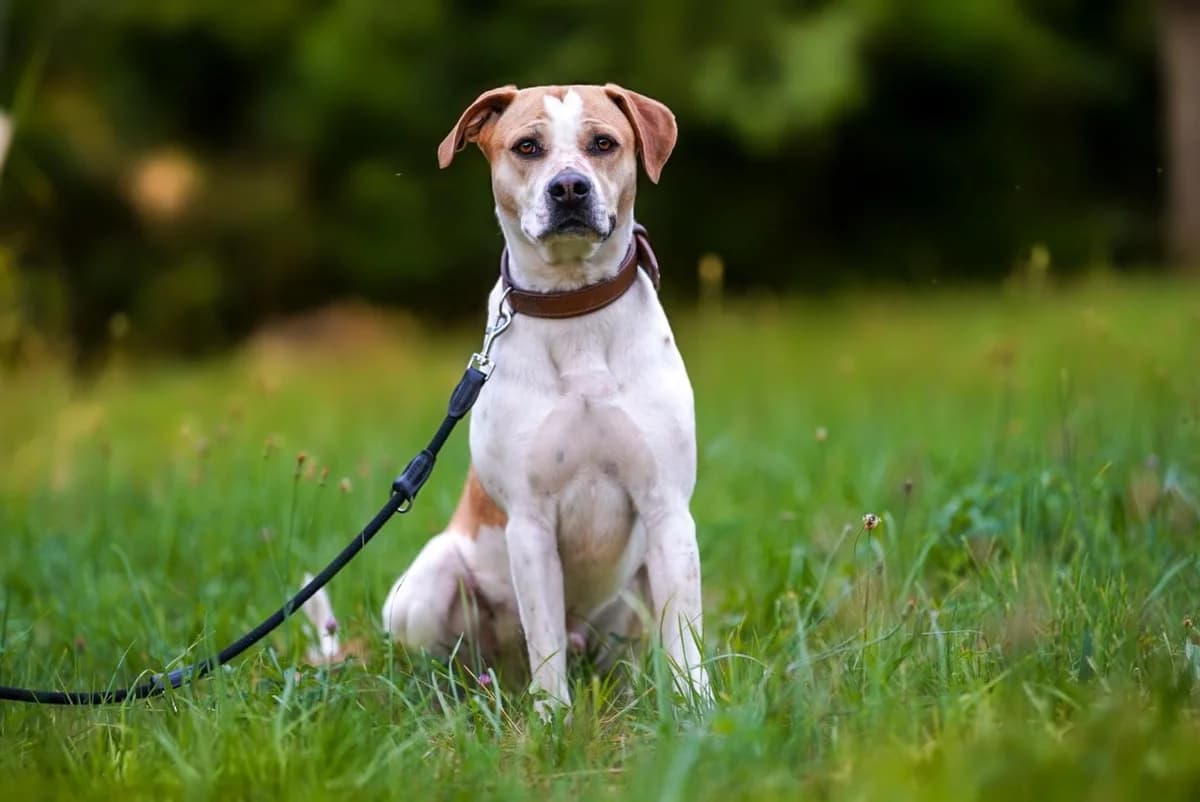 Nano, male 6yo Mixed Breed for adoption at Tierschutzverein Winnenden e.V.