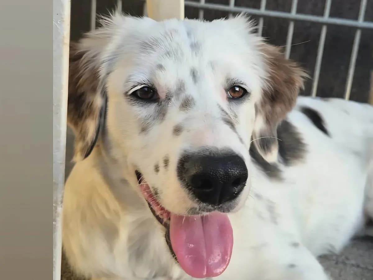 Neve, female puppy Mixed Breed for adoption at Tierschutzverein Winnenden e.V.