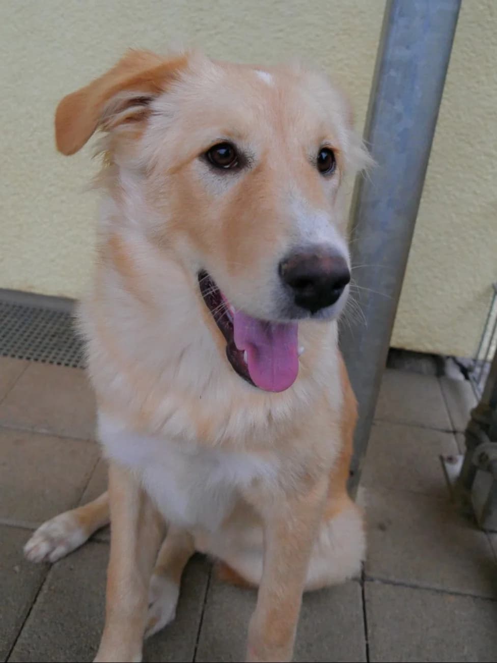 Nola, female puppy Mixed Breed for adoption at Tierschutzverein Winnenden e.V.