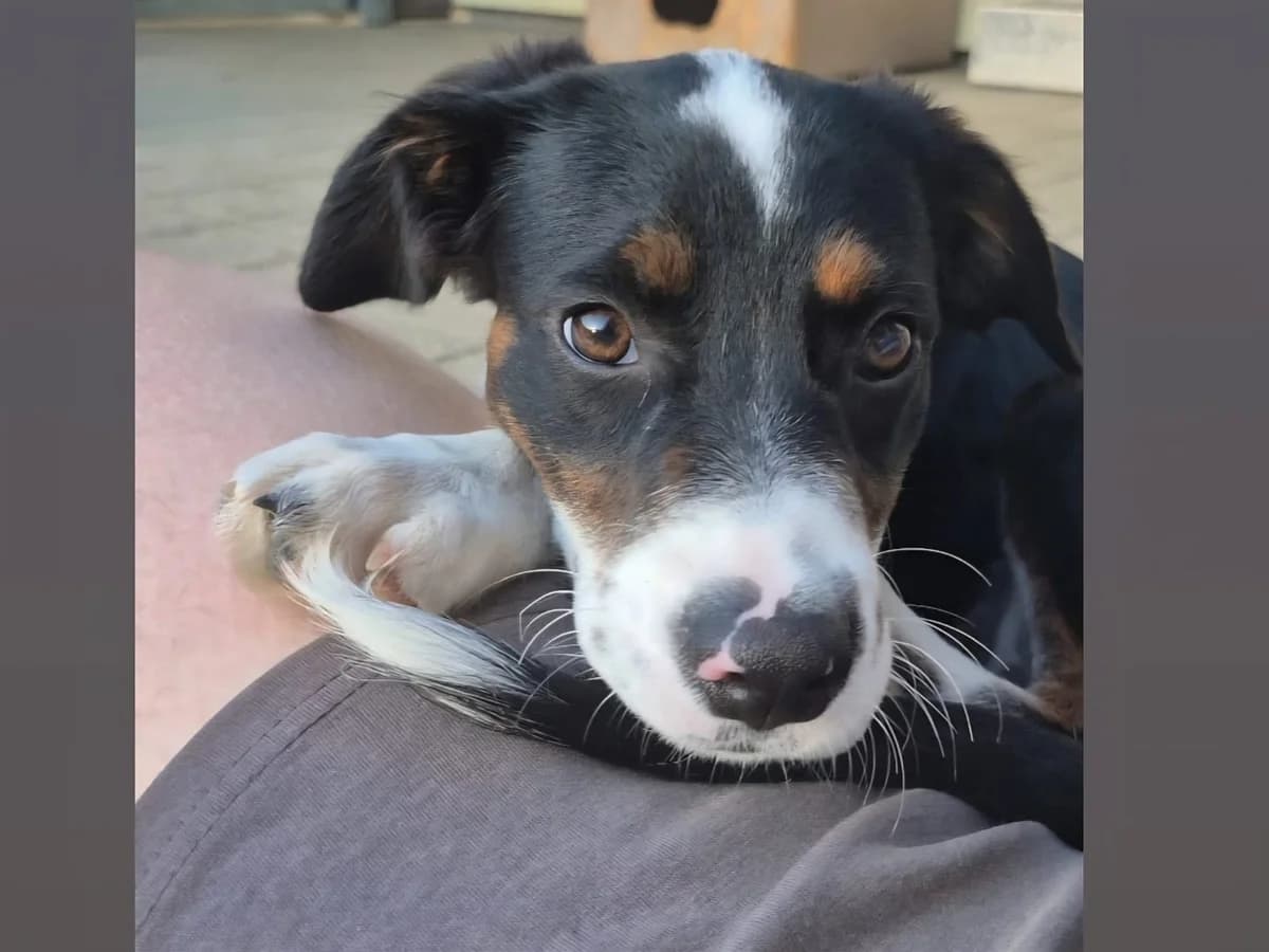 Nova, female puppy Mixed Breed for adoption at Tierschutzverein Winnenden e.V.