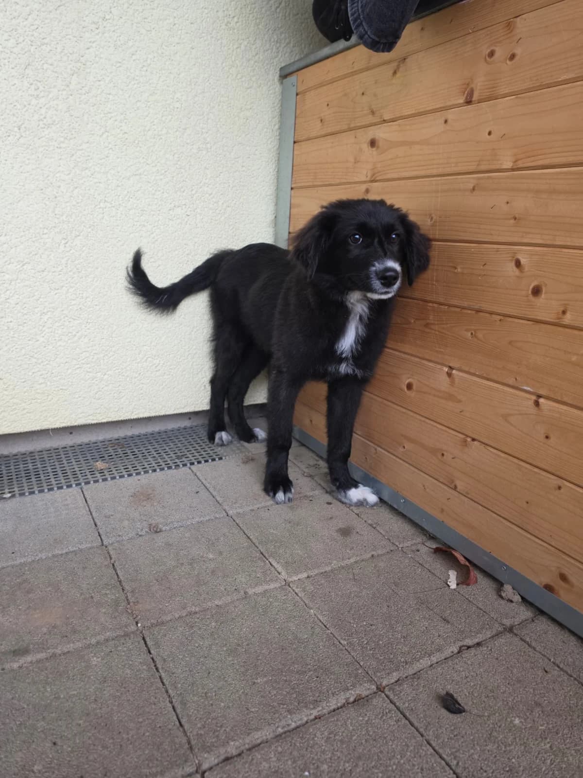 Oreo, puppy Mixed Breed for adoption at Tierschutzverein Winnenden e.V.