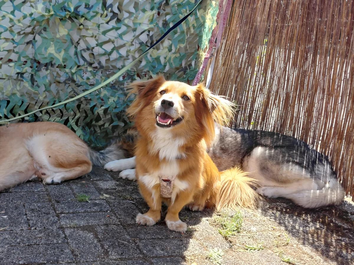 Rocky, male 3yo Mixed Breed for adoption at Tierschutzverein Winnenden e.V.