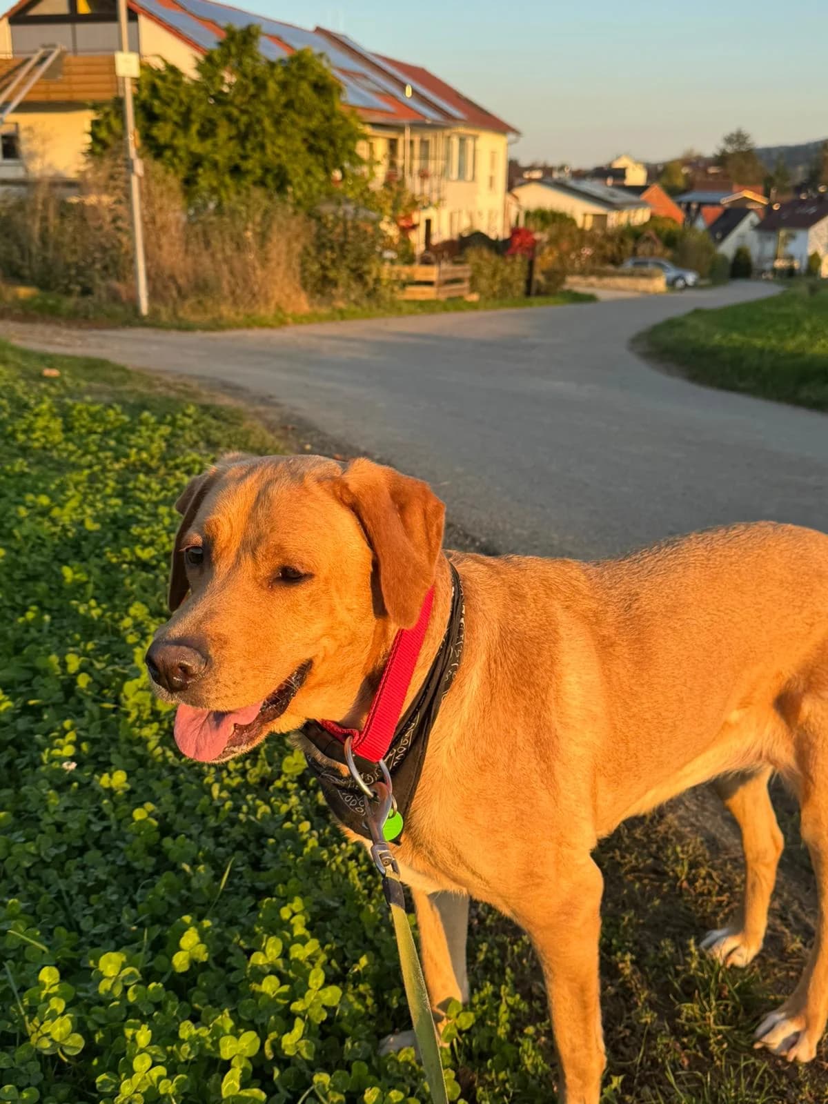 Toni, female Labrador Retriever for adoption at Tierschutzverein Winnenden e.V.