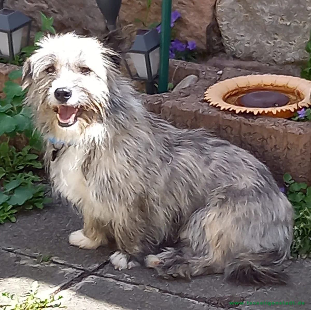 Silver möchte gerne die Nummer 1 sein, male young Mixed Breed for adoption at Tierschutzverein Seligenstadt e.V.