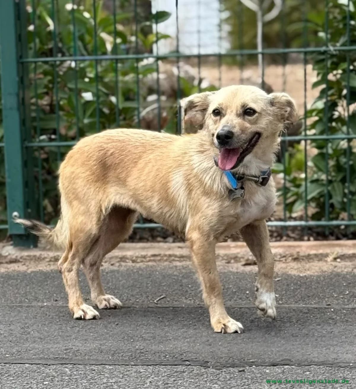 Flora, eine tolle Hundedame für Anfänger, female 6yo Mixed Breed for adoption at Tierschutzverein Seligenstadt e.V.
