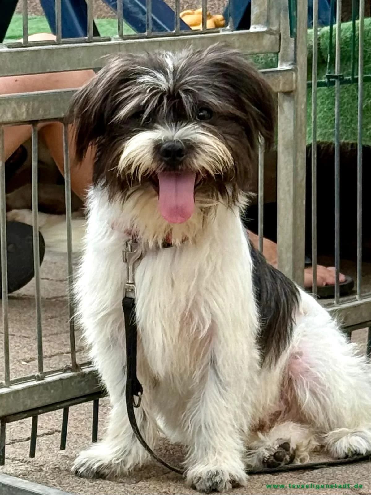 Sparky – kleiner Sonnenschein mit ganz viel Charme ☀️🐾, male puppy Mixed Breed for adoption at Tierschutzverein Seligenstadt e.V.