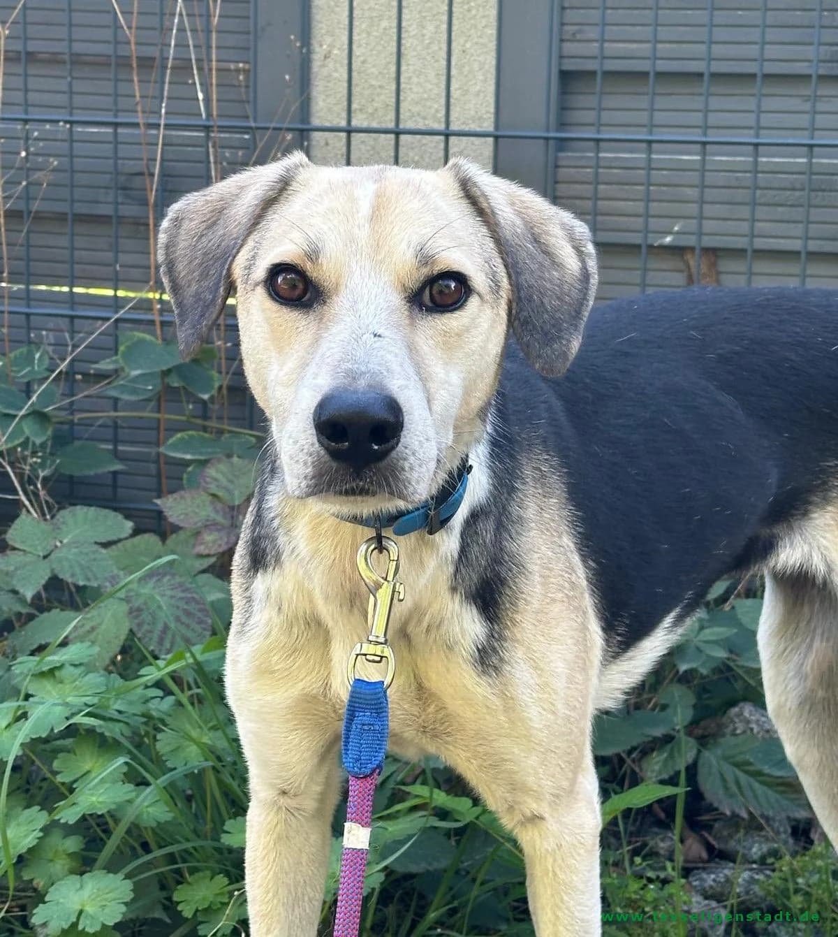 Phillie, ein hübsches Hundemädchen sucht ein ruhiges Zuhause, female young Mixed Breed for adoption at Tierschutzverein Seligenstadt e.V.