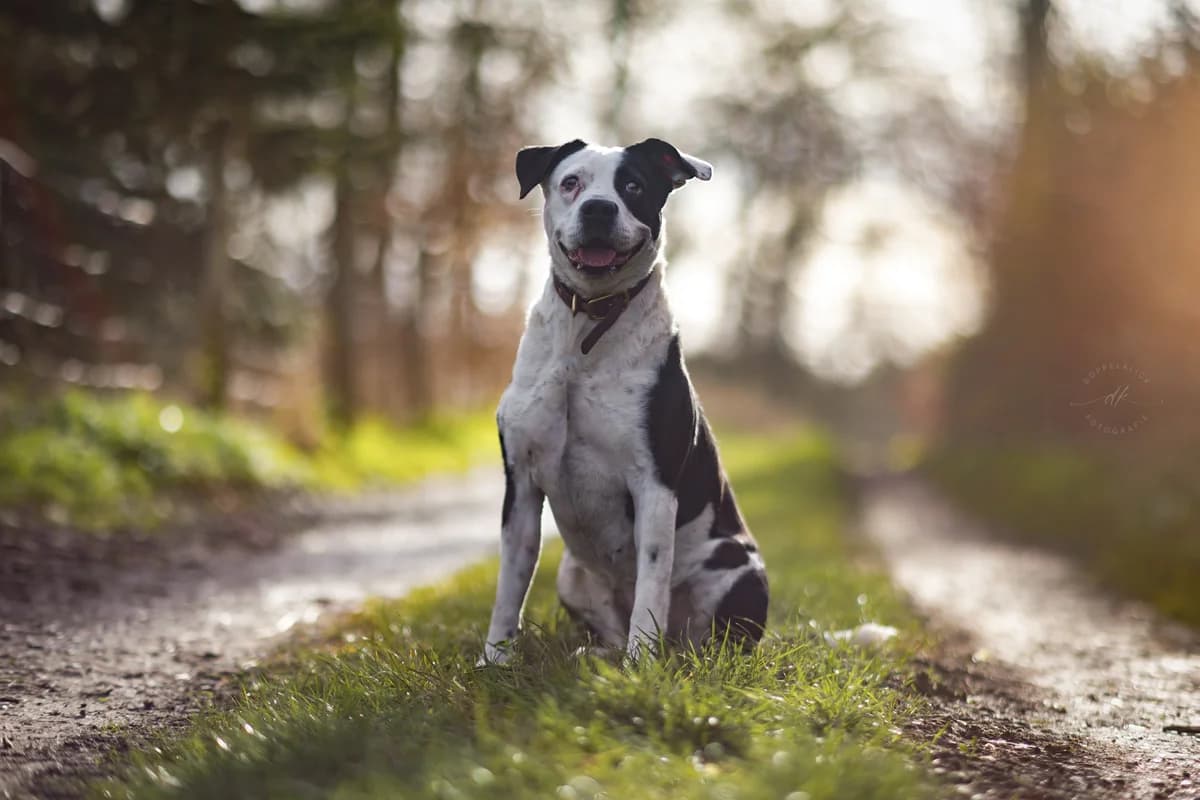 AMARA, female 4yo Mixed Breed for adoption at Underdog Rescue e.V.