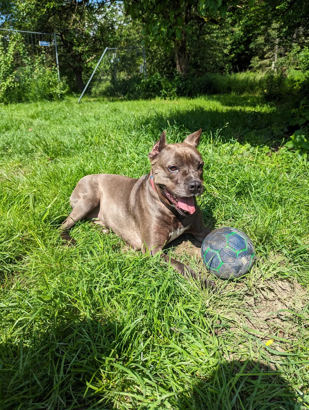 ARLETTE, female 7yo Mixed Breed for adoption at Underdog Rescue e.V.