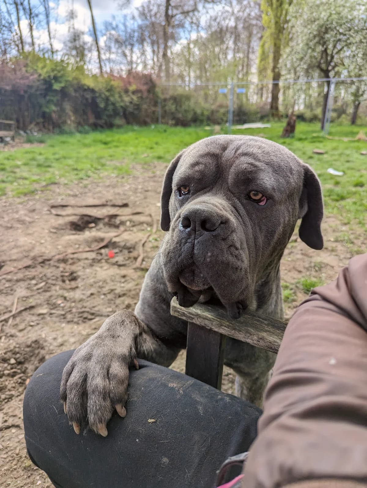 BOUNTY, 4yo Cane Corso for adoption at Underdog Rescue e.V.