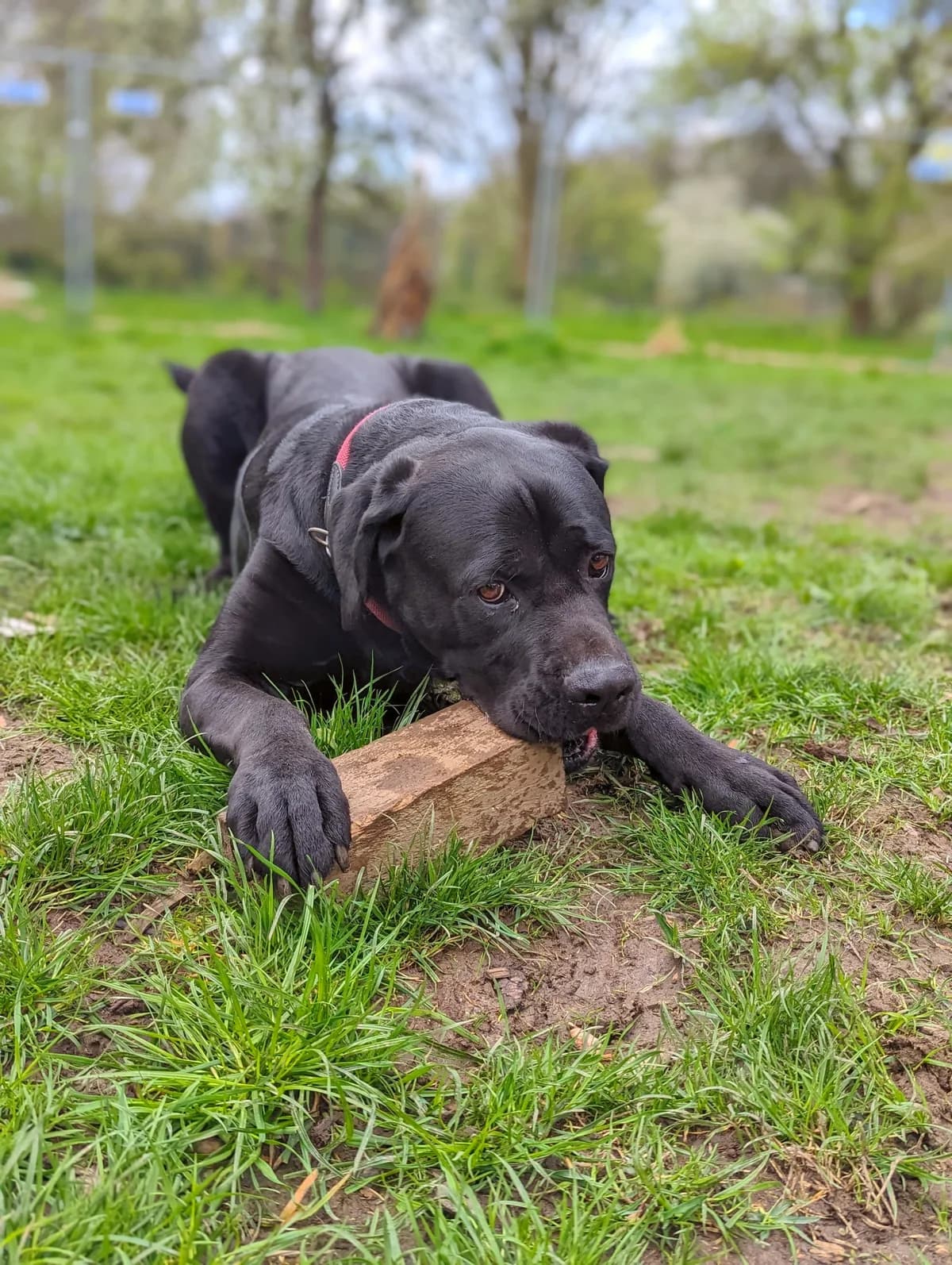 BUDDY, female senior Cane Corso for adoption at Underdog Rescue e.V.