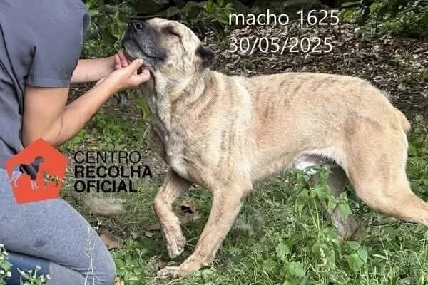 Crocket, mixed breed for adoption at Underdog Rescue e.V.