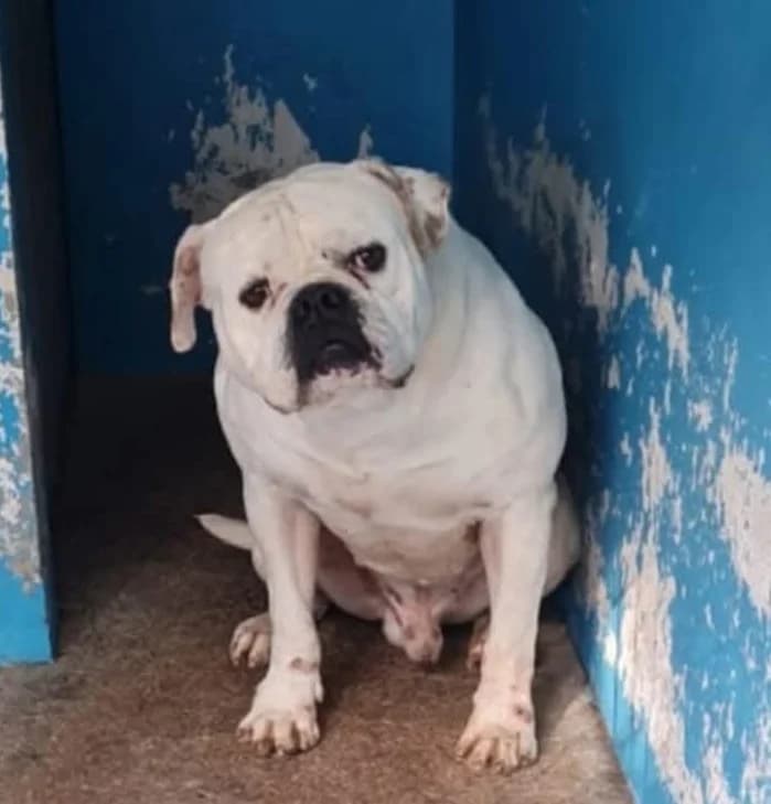 GRINGO, English Bulldog for adoption at Underdog Rescue e.V.