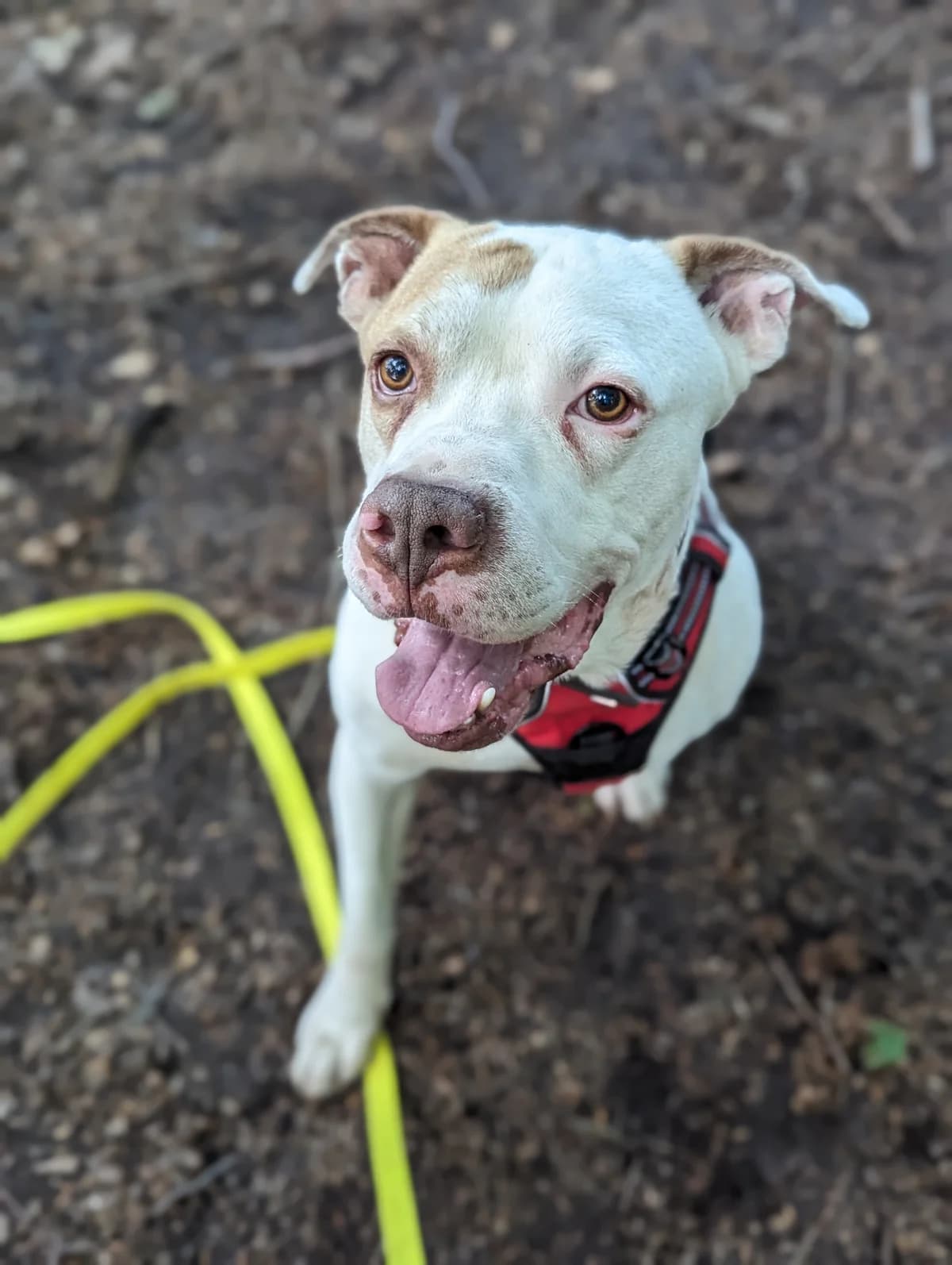 GUCCI, male 6yo English Bulldog for adoption at Underdog Rescue e.V.