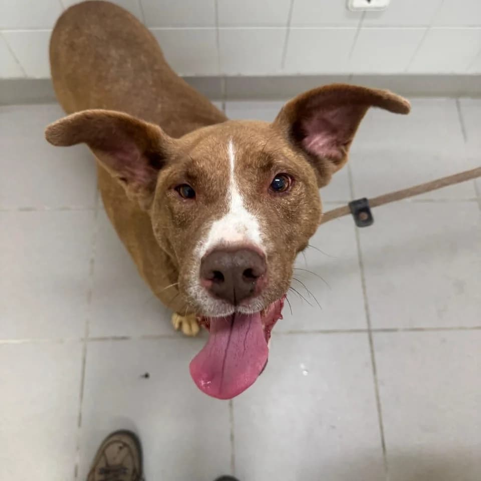 HILDE, female senior Labrador Retriever for adoption at Underdog Rescue e.V.