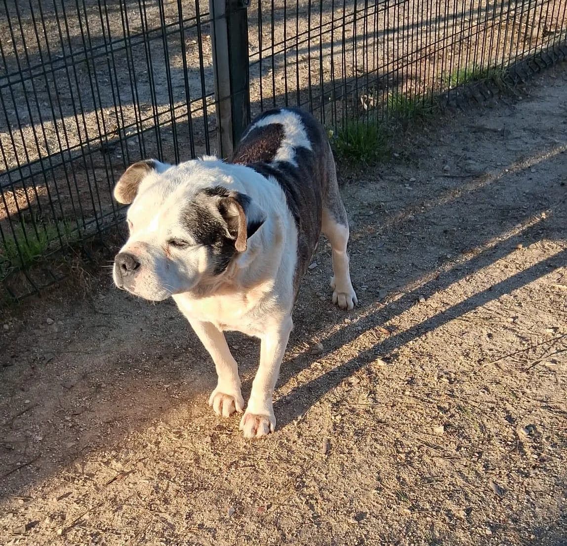 Jarbas, senior mixed breed for adoption at Underdog Rescue e.V.
