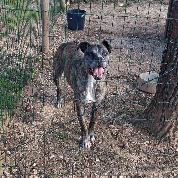 LEOA, mixed breed for adoption at Underdog Rescue e.V.