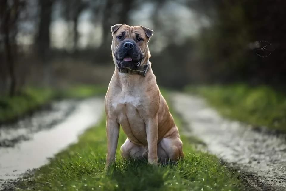 MONCHO, 5yo Shar Pei for adoption at Underdog Rescue e.V.