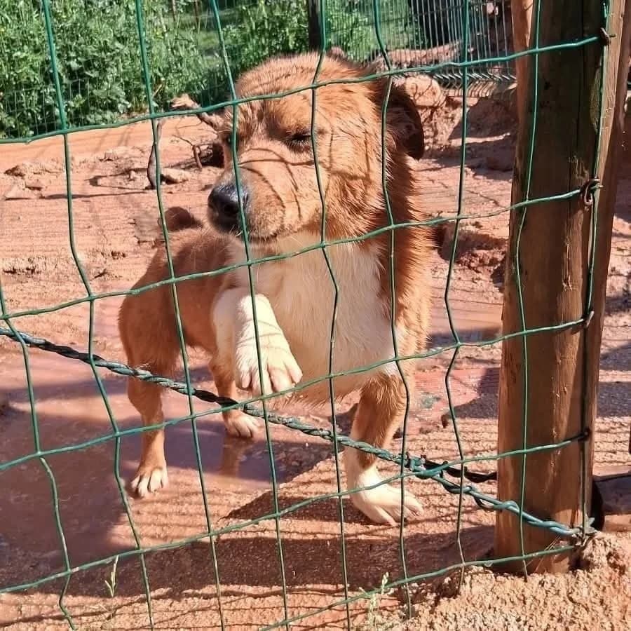 Pintor, Mixed Breed for adoption at Underdog Rescue e.V.