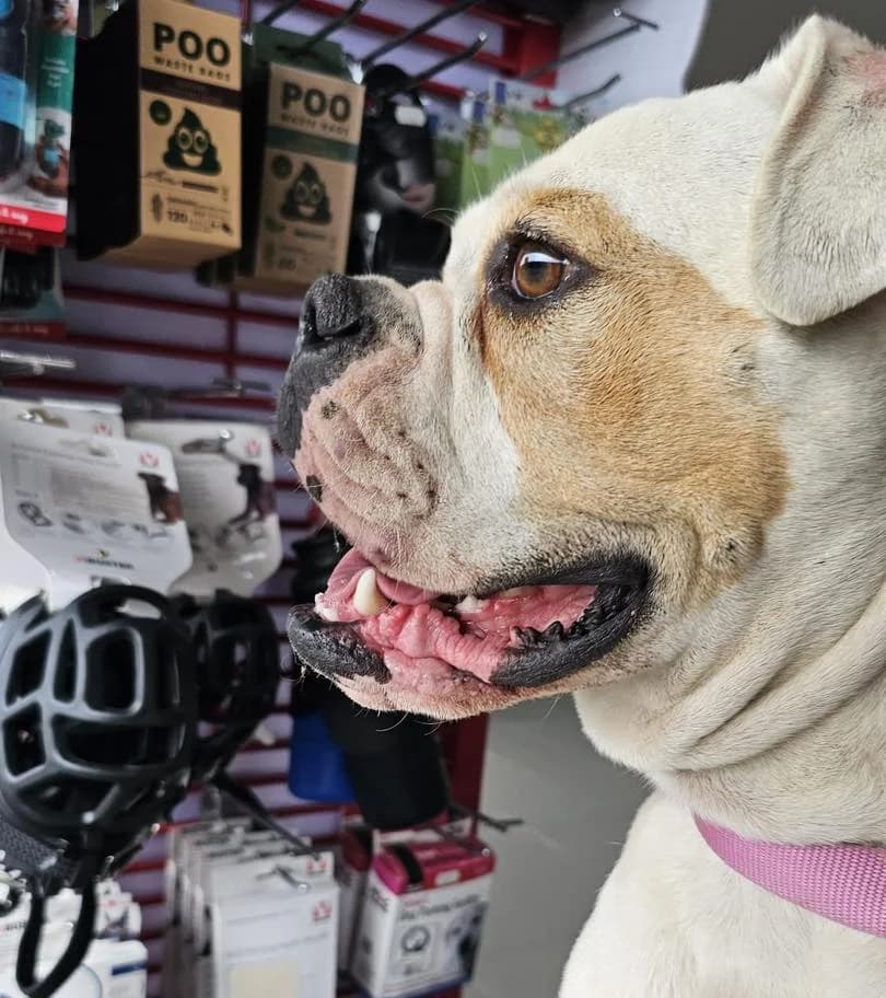 Rio, Mixed Breed for adoption at Underdog Rescue e.V.