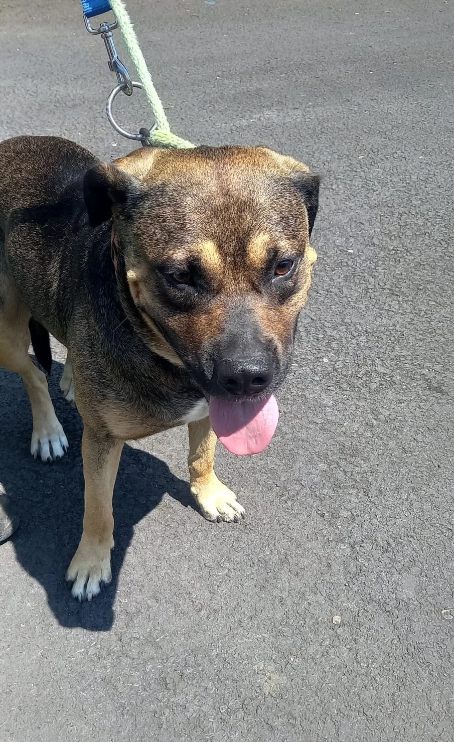 ROBY, female young Mixed Breed for adoption at Underdog Rescue e.V.