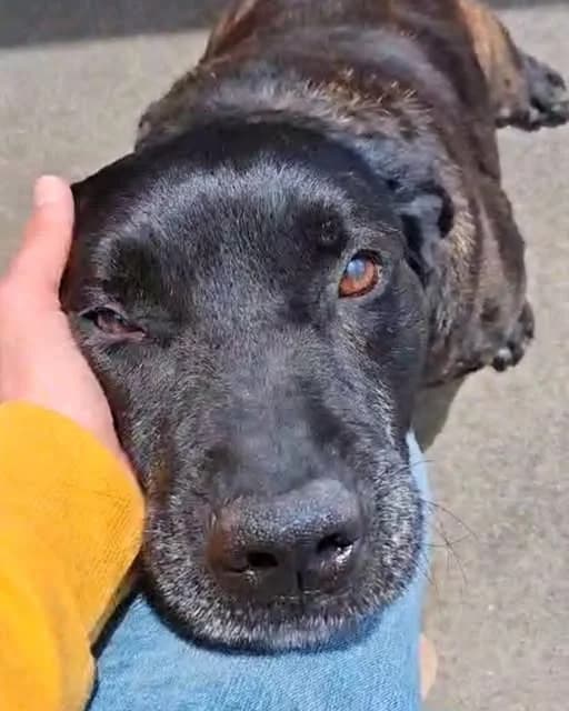Vinc, senior mixed breed for adoption at Underdog Rescue e.V.