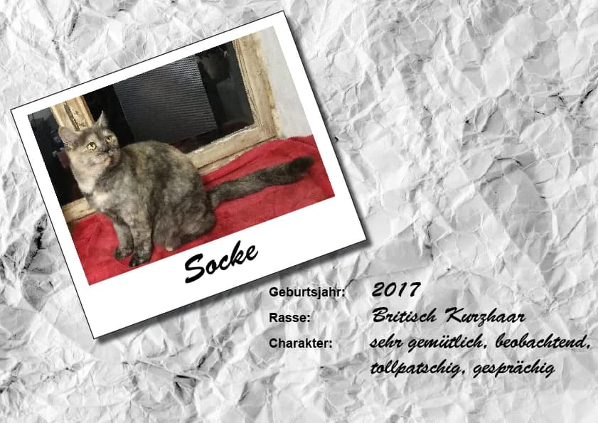 Socke, Mixed Breed for adoption at Unsere krasse Herde