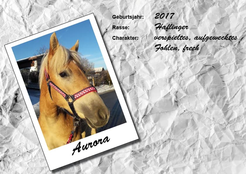 Aurora, Mixed Breed for adoption at Unsere krasse Herde