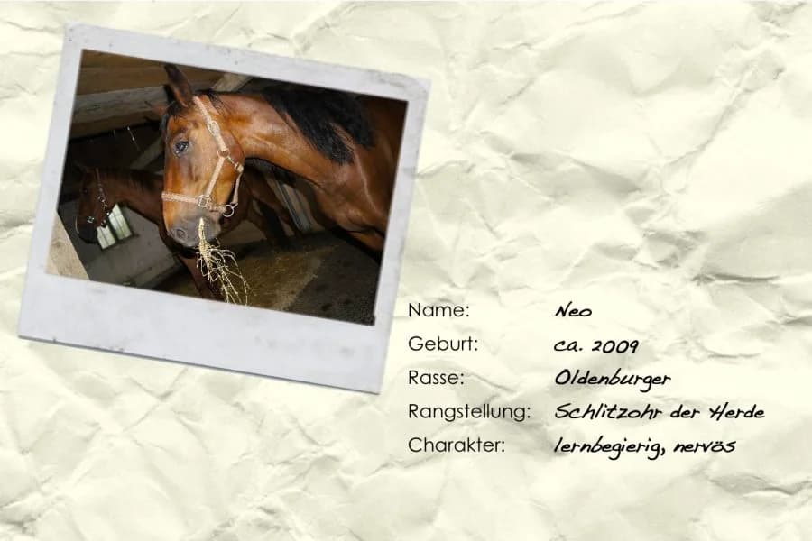 Quincy, male Mixed Breed for adoption at Unsere krasse Herde