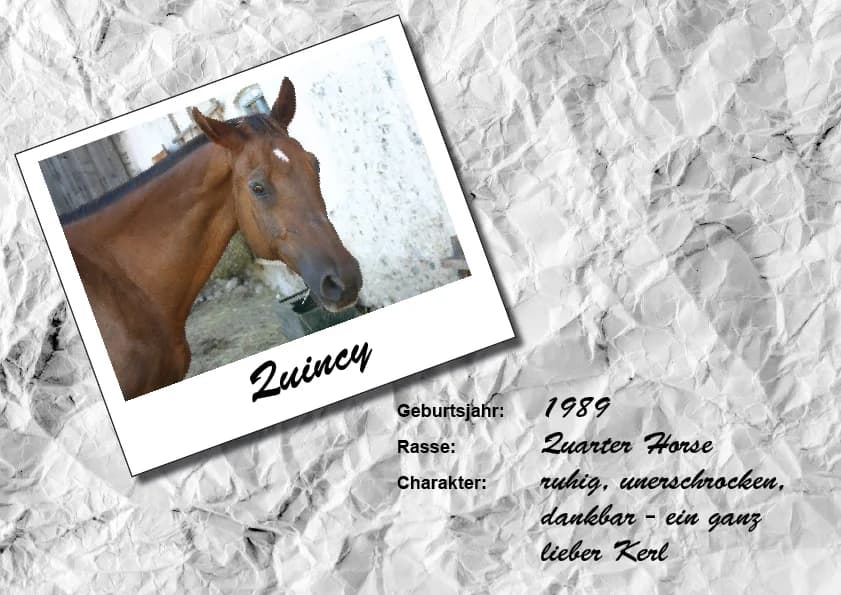 Quincy, male Mixed Breed for adoption at Unsere krasse Herde