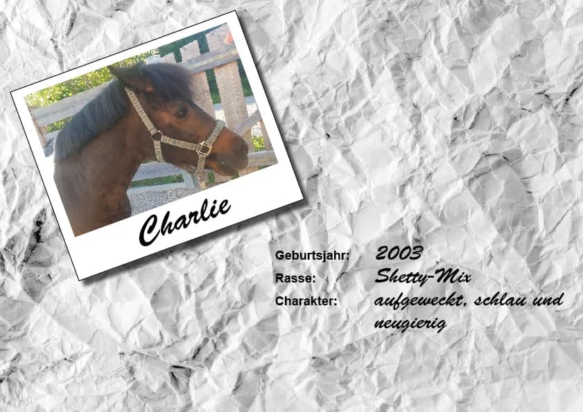 Sunshine, Mixed Breed for adoption at Unsere krasse Herde