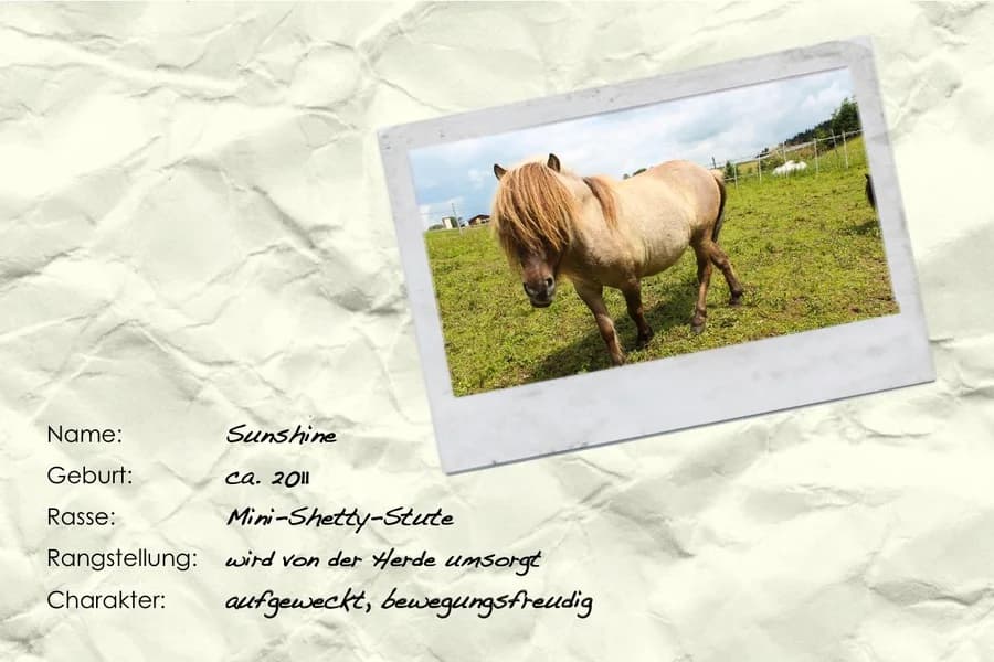 Sunshine, Mixed Breed for adoption at Unsere krasse Herde