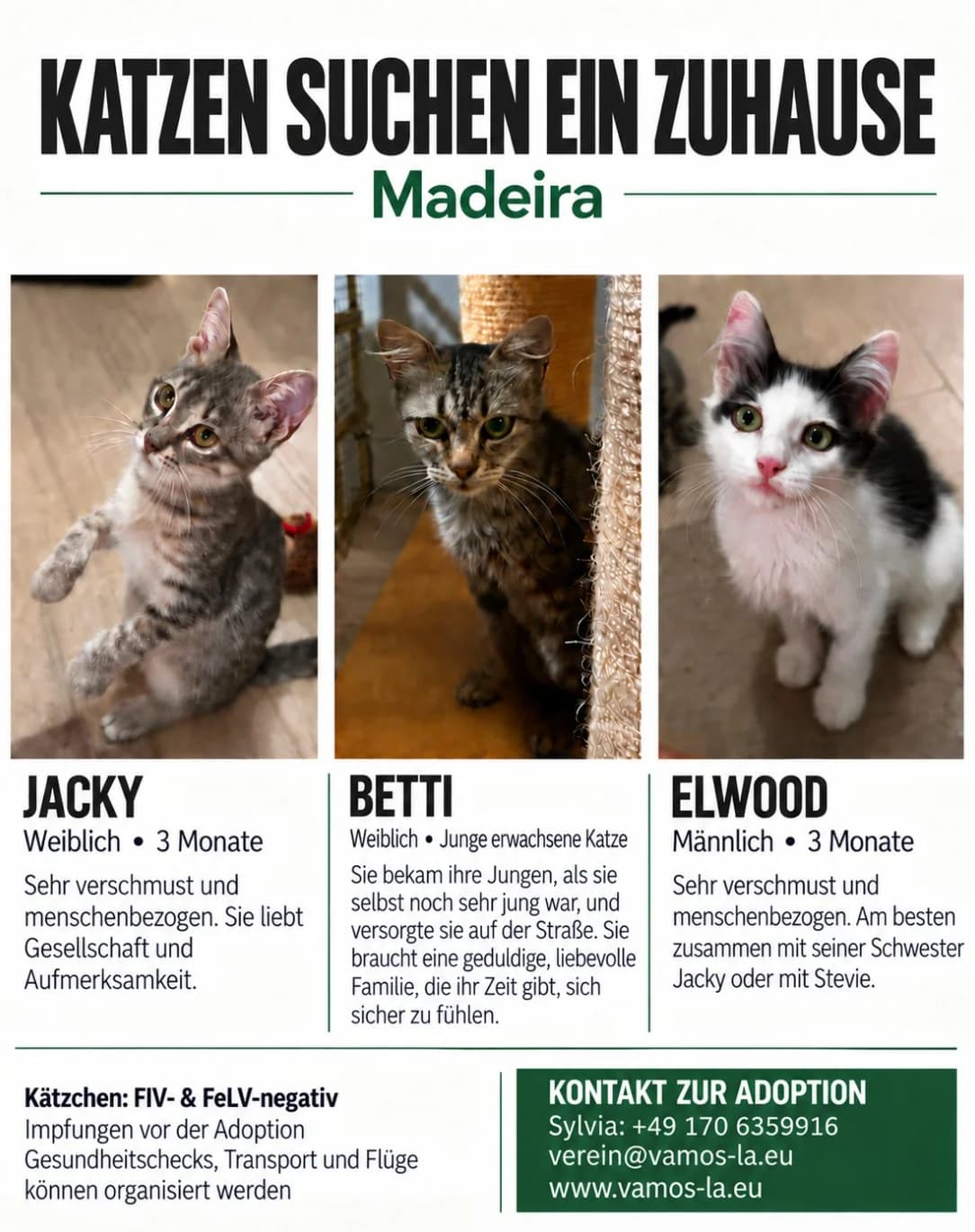 Borboleta (Betty) und Ritas Findelkitten, Mixed Breed for adoption at Vamos lá Madeira e.V.