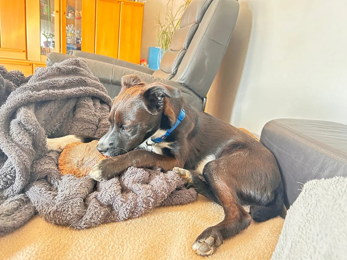 Safira, female young Mixed Breed for adoption at Vamos lá Madeira e.V.