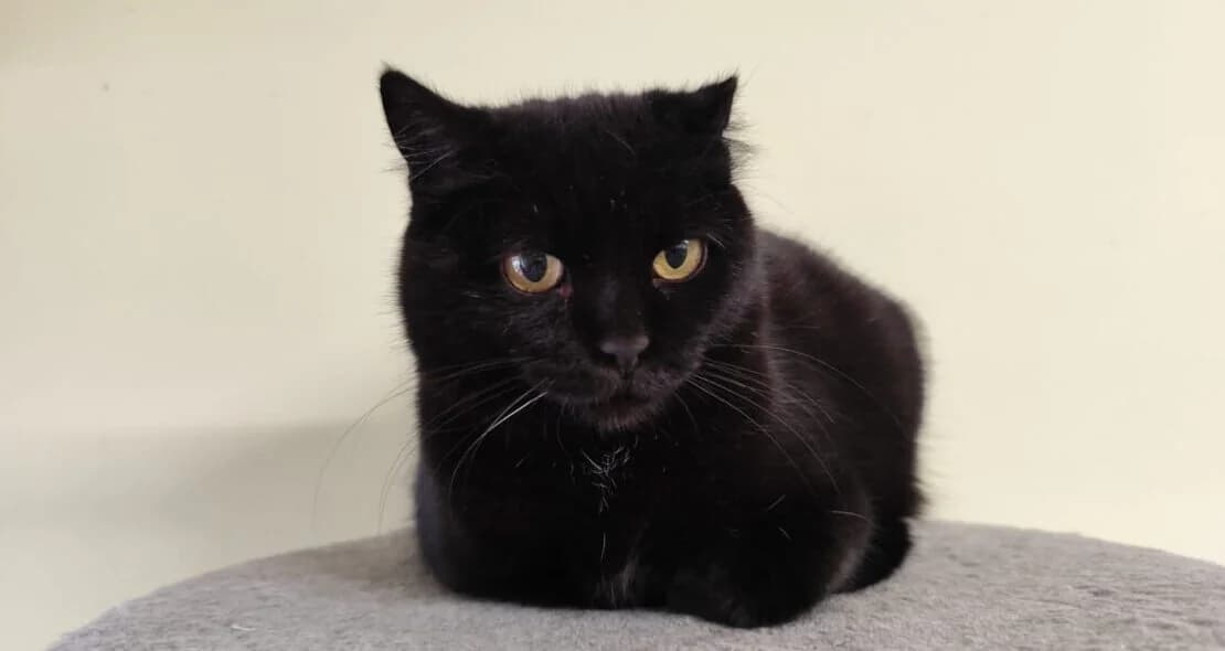 Fresia, female European Shorthair for adoption at Verein der Katzenfreunde e.V.