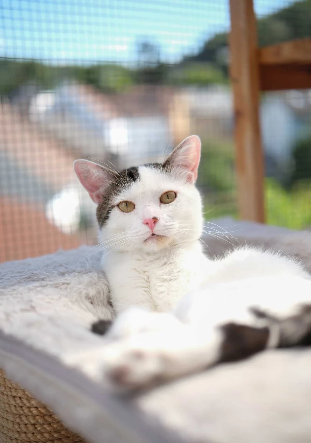 Uno, grau male European Shorthair for adoption at Verein der Katzenfreunde e.V., St. Ingbert