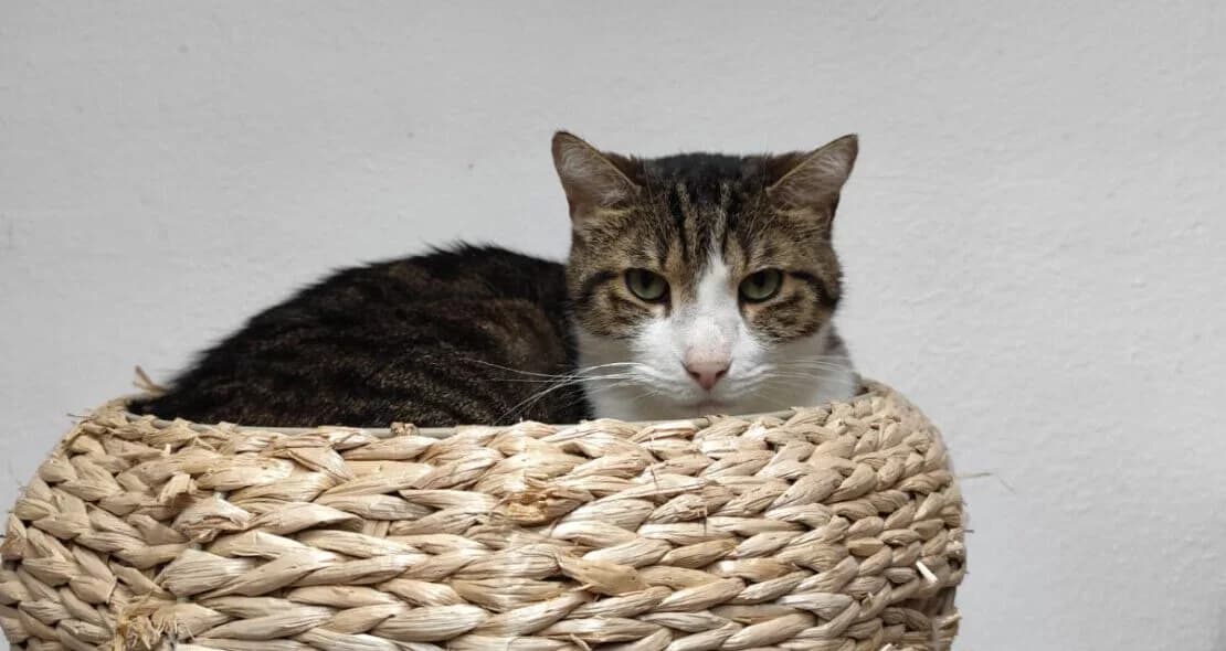 Falco, male European Shorthair for adoption at Verein der Katzenfreunde e.V.