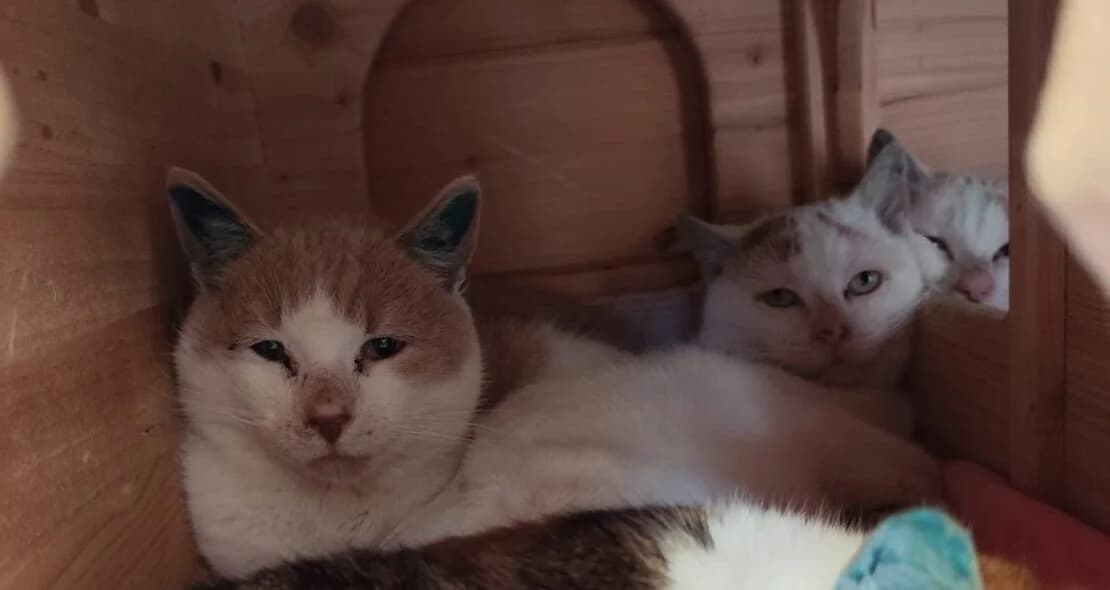 Bauernhofkatzen/Mäusefänger, male 5yo European Shorthair for adoption at Verein der Katzenfreunde e.V., St. Ingbert