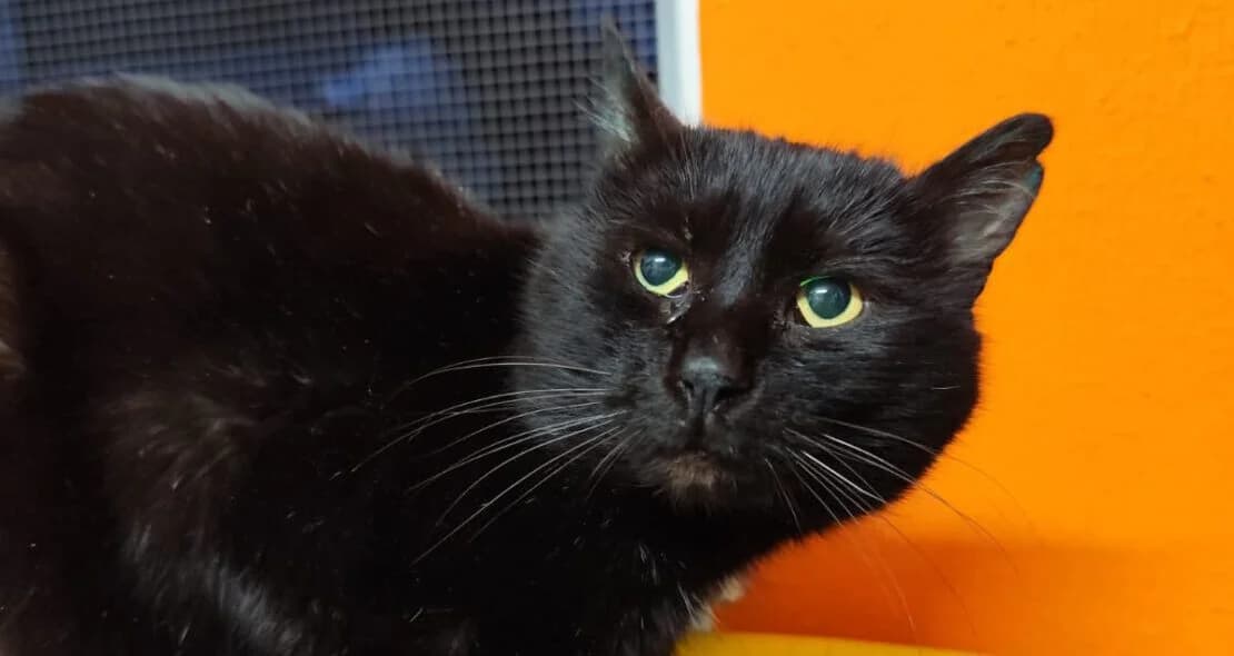 Caruso, male senior European Shorthair for adoption at Verein der Katzenfreunde e.V., St. Ingbert
