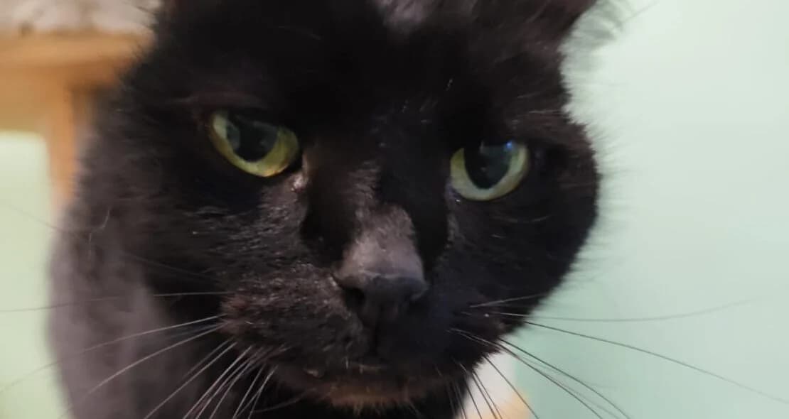 Starscream, female European Shorthair for adoption at Verein der Katzenfreunde e.V.